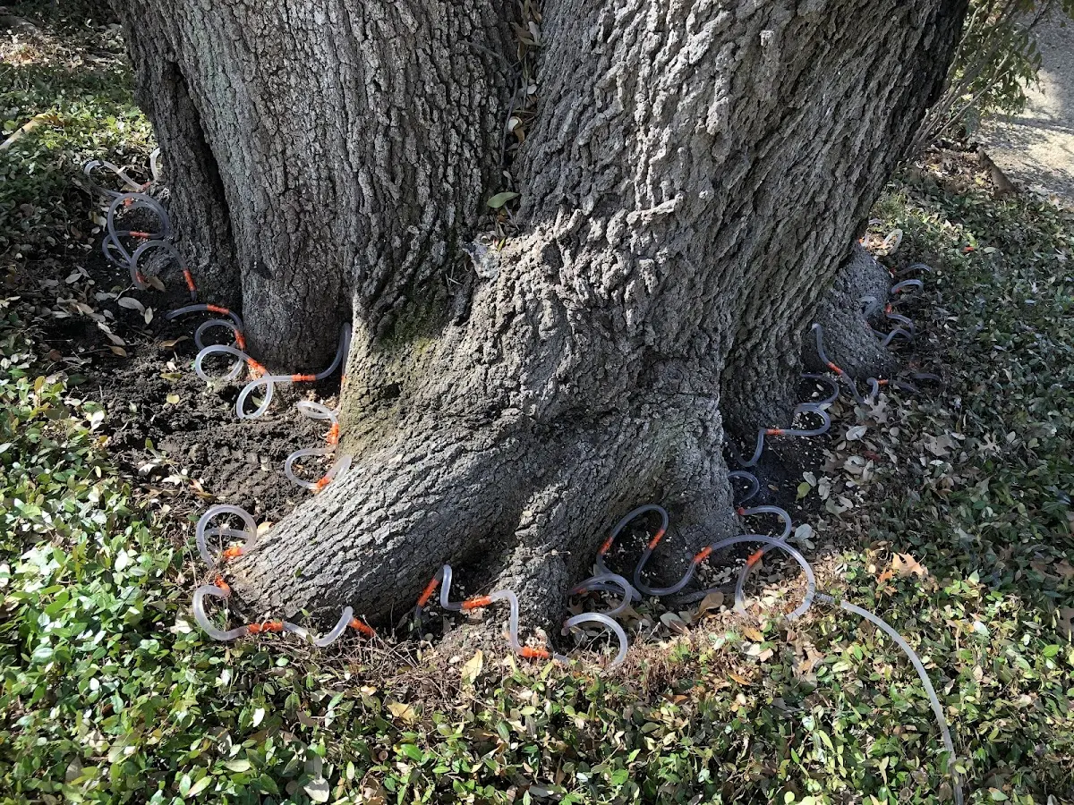 Detailed Tree Cabling and Bracing job site in Rootstown